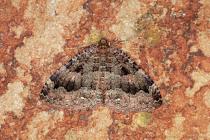 Olivbrauner H�hlenspanner